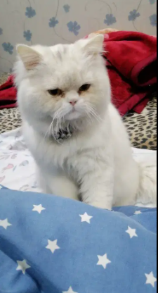 Persian Cat Male Available for Sale in Rawalpindi