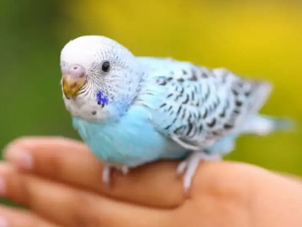 Australian parrot Available for sale