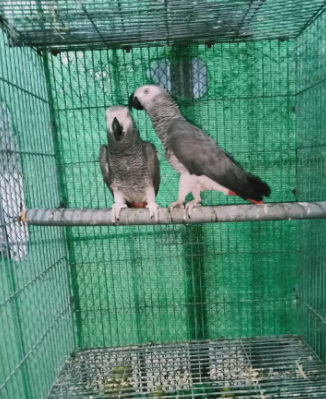 Two Grey Parrot Breeder Fertile Male Available for sale