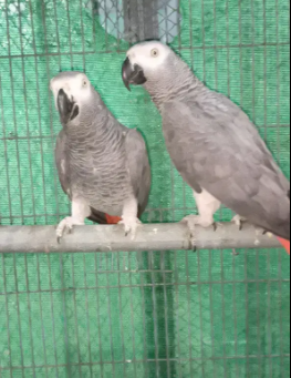 Two Grey Parrot Breeder Fertile Male Available for sale
