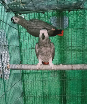 Two Grey Parrot Breeder Fertile Male Available for sale