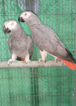 Two Grey Parrot Breeder Fertile Male Available for sale