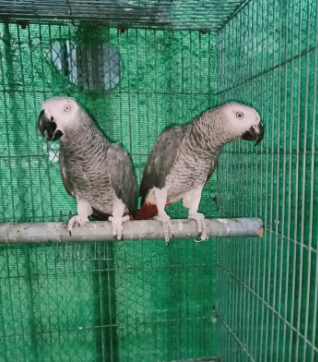 Two Grey Parrot Breeder Fertile Male Available for sale