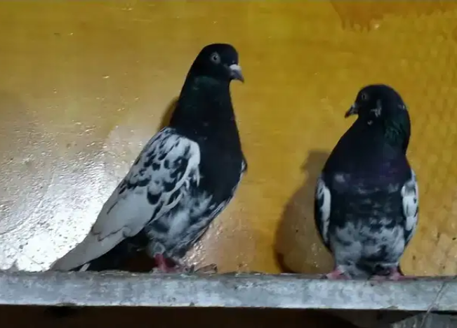 pigeon Available for sale in Lahore