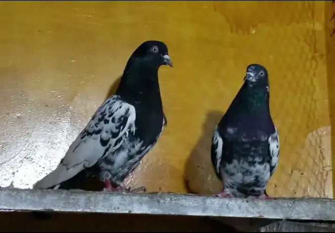 pigeon Available for sale in Lahore