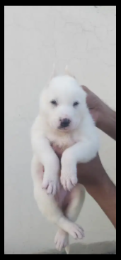 White German shepherd male Puppy Available for sale in Lahore
