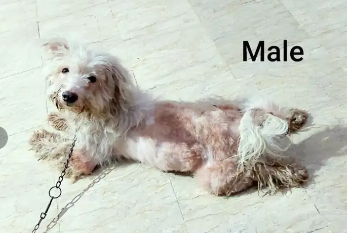 Poodles Long hair Russian dog Available for Sale in Lahore