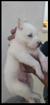 White German shepherd male Puppy Available for sale in Lahore