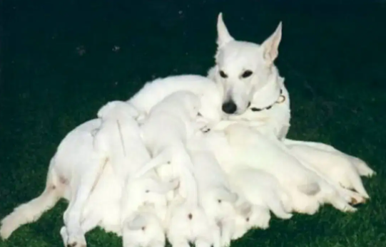 White German shepherd male Puppy Available for sale in Lahore