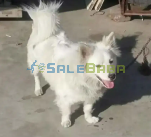 Poodles Long Hair Russian Dog Available For Sale In Lahore