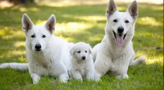 White German shepherd male Puppy Available for sale in Lahore