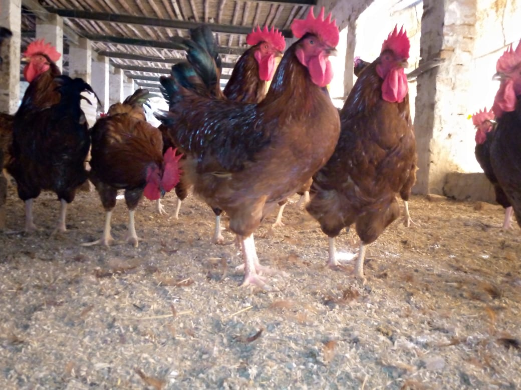 RIR fertile eggs available