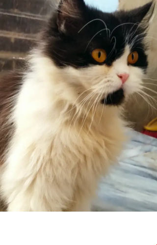 Persian Cat punch face female Available for ale in Islamabad