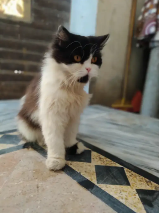 Persian Cat punch face female Available for ale in Islamabad