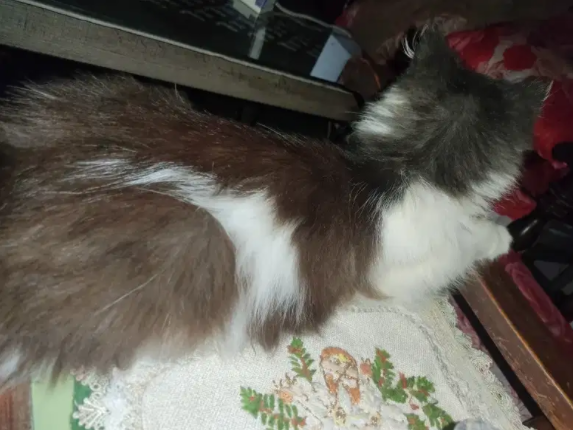 Persian Cat punch face female Available for ale in Islamabad