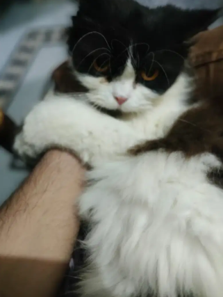 Persian Cat punch face female Available for ale in Islamabad