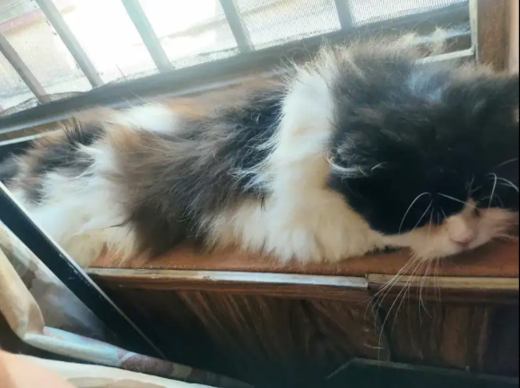 Persian Cat punch face female Available for ale in Islamabad