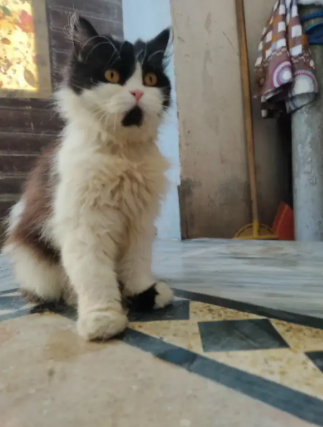 Persian Cat punch face female Available for ale in Islamabad