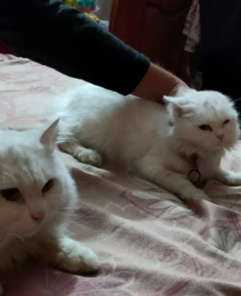 Persian Male female both Cats Available for sale
