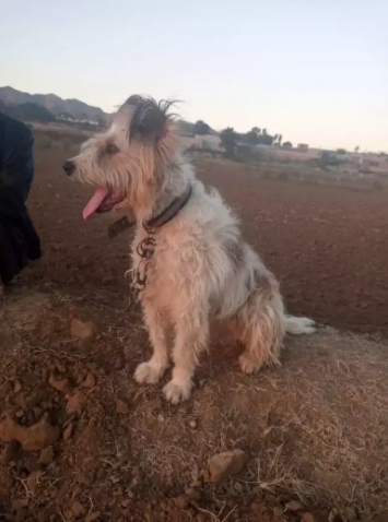 Poodle Russian dog Available for Sale