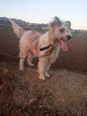 Poodle Russian dog Available for Sale