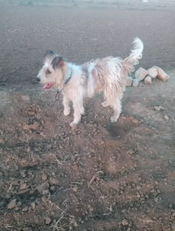 Poodle Russian dog Available for Sale