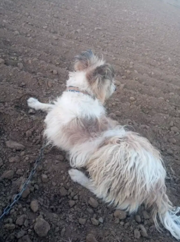 Poodle Russian dog Available for Sale