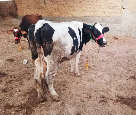 Holstein Friesian cattle Avilable for Sale in Rawalpindi