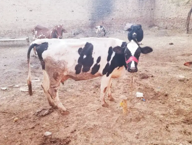 Holstein Friesian cattle Avilable for Sale in Rawalpindi