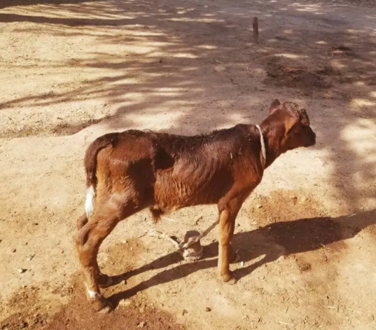 Holstein Friesian cattle Avilable for Sale in Rawalpindi