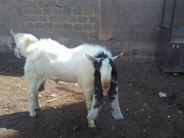 Sindh Gulabi Goat pasa male Available for Sale in Karachi