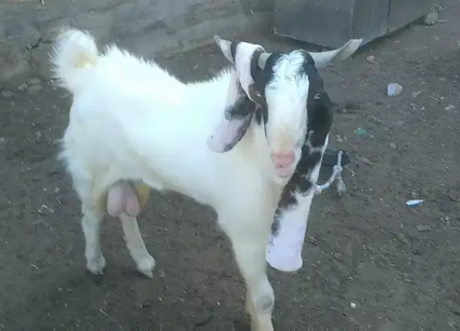 Sindh Gulabi Goat pasa male Available for Sale in Karachi