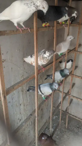 pigeon Available for sale in Karachi