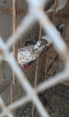 pigeon Available for sale in Karachi