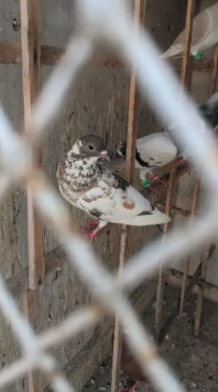 pigeon Available for sale in Karachi