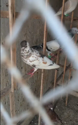 pigeon Available for sale in Karachi
