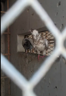 pigeon Available for sale in Karachi