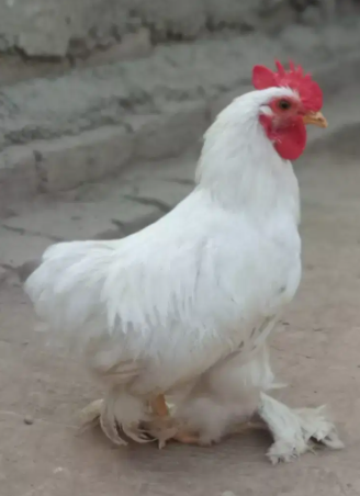 White Color Bantam Available for sale in Multan