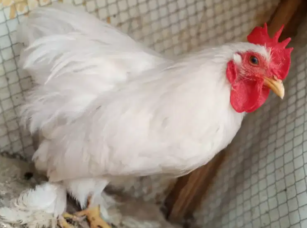 White Color Bantam Available for sale in Multan