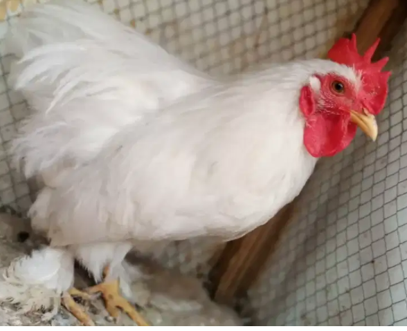 White Color Bantam Available for sale in Multan