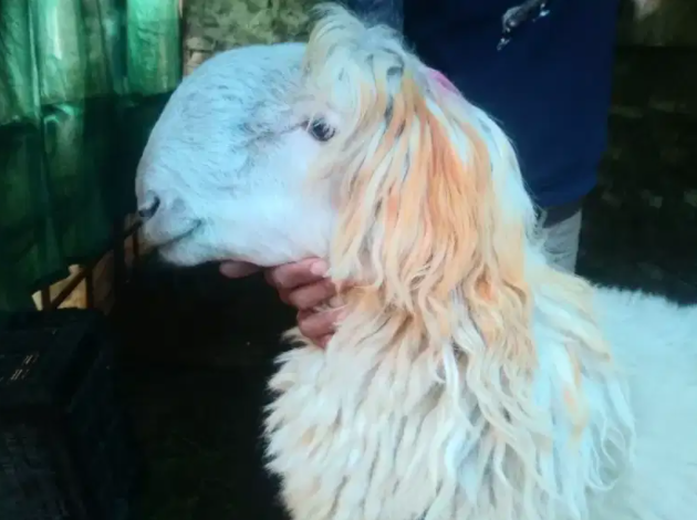 White Color Sheep Available for Sale