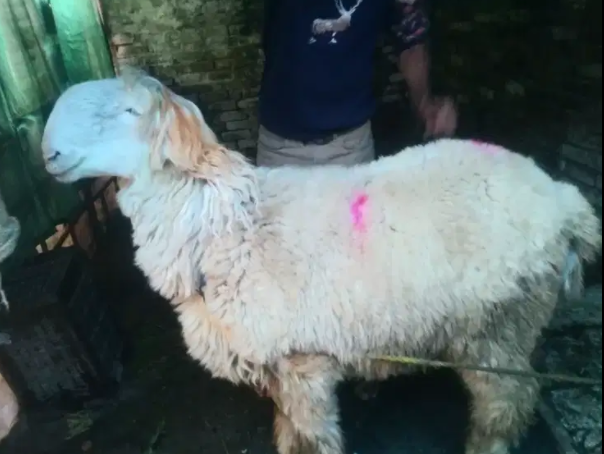 White Color Sheep Available for Sale