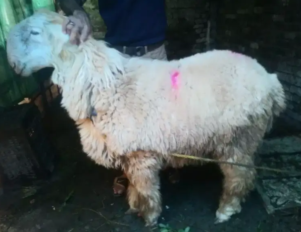 White Color Sheep Available for Sale