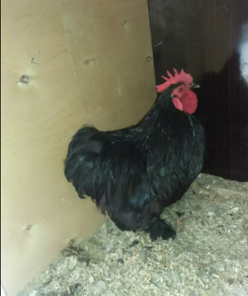 Buff cock in black color Available for Sale in Lahore