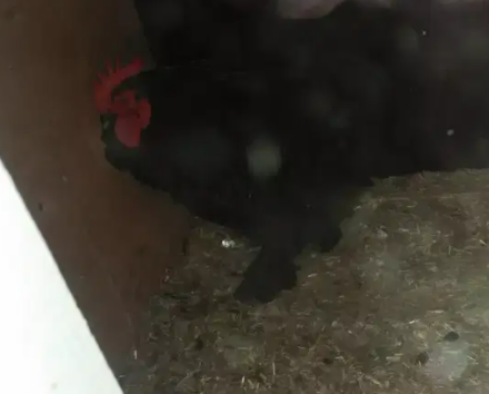 Buff cock in black color Available for Sale in Lahore