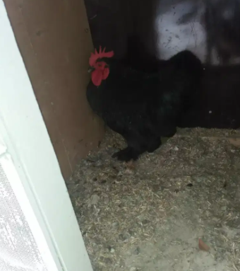 Buff cock in black color Available for Sale in Lahore
