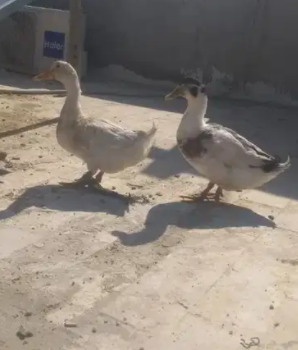 White ducks Available for Sale in Karachi