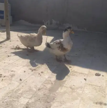 White ducks Available for Sale in Karachi