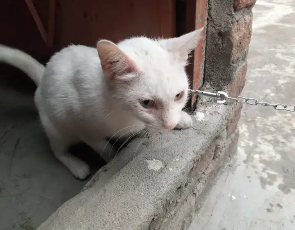 Urgent  Cat Available for sale in Gujrat