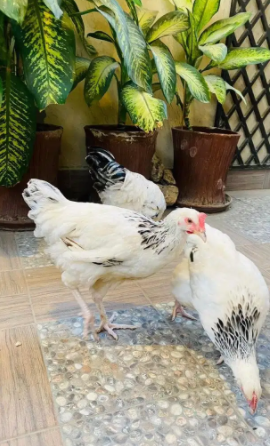 Light Sussex heritage 2 pairs Available for Sale in Karachi